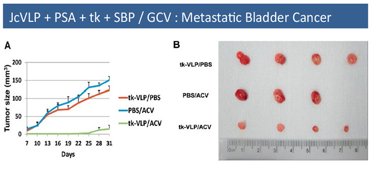 JcVLP + Suicide Gene / SBP / GC3