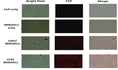 Fluorescence microscopy comparison